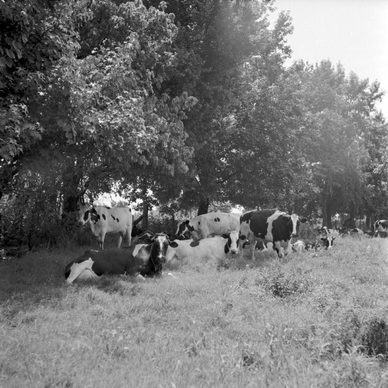114_pasture rotation for... (1951).jpg